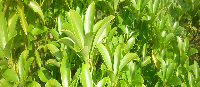 おしきみの写真